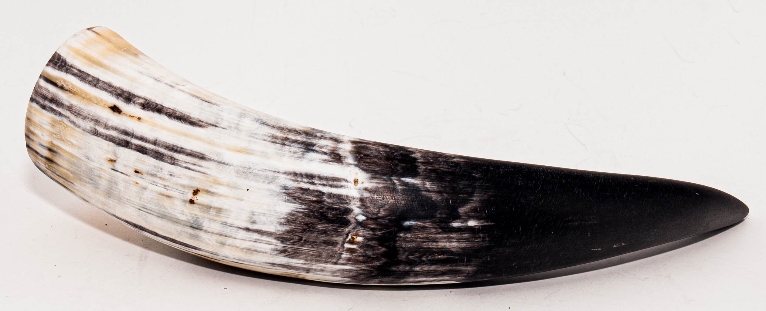Round Brown Laced Edge Drinking Horn